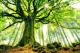 Arbre maitre